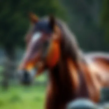 Magnificent Comprehensive Guide to One Year Horse Wormer Pack Magnificent Comprehensive Guide to One Year Horse Wormer Pack