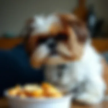 Magnificent Feeding a Shih Tzu: Essential Guidelines for Optimal Nutrition