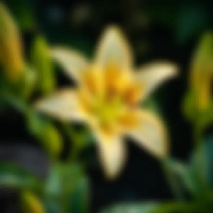 Magnificent Lily Identification by Leaves: A Comprehensive Guide