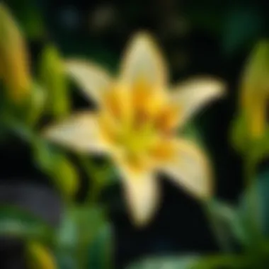 Magnificent Lily Identification by Leaves: A Comprehensive Guide Magnificent Lily Identification by Leaves: A Comprehensive Guide