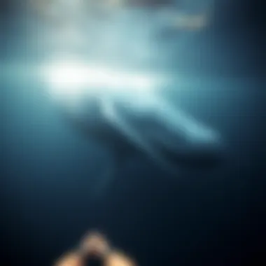 Magnificent The Habitats of the Blue Whale: Exploring Location and Distribution