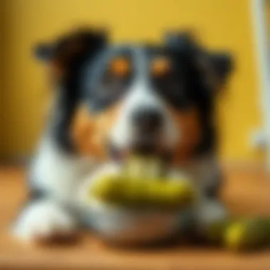 Magnificent The Intersection of Canines and Culinarians: An Analysis of Dogs Consuming Pickles