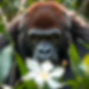 Magnificent The Largest Gorilla: A Comprehensive Exploration Magnificent The Largest Gorilla: A Comprehensive Exploration