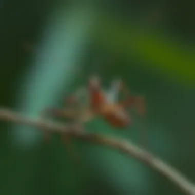 Magnificent The Remarkable World of Stick Bugs: Adaptations, Habitats, and Ecological Roles