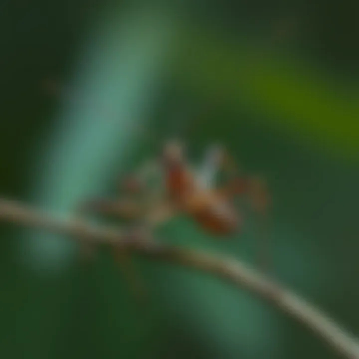 Magnificent The Remarkable World of Stick Bugs: Adaptations, Habitats, and Ecological Roles