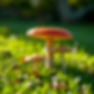 Magnificent Types of Mushrooms Found in Lawns: An In-depth Exploration Magnificent Types of Mushrooms Found in Lawns: An In-depth Exploration