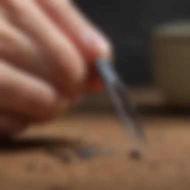 A pair of tweezers prepared for tick removal, emphasizing the right tools needed.