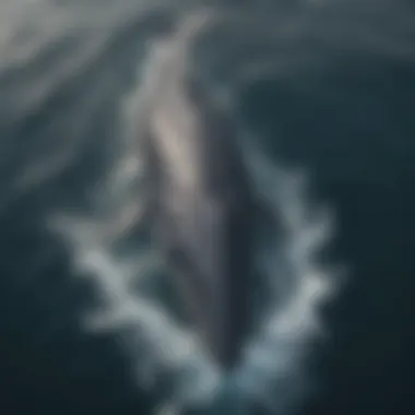 An aerial view of a blue whale surfacing, creating a mesmerizing splash in the tranquil sea.