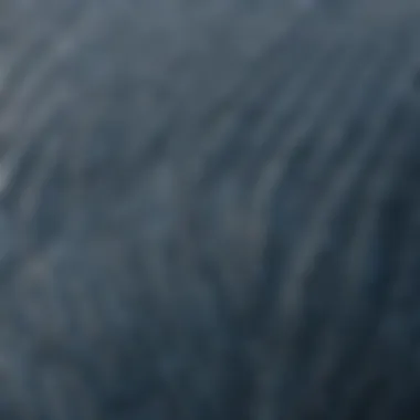 A close-up image capturing the intricate patterns on a blue whale's skin, revealing its unique texture.
