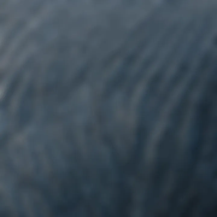 A close-up image capturing the intricate patterns on a blue whale's skin, revealing its unique texture.