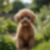 A playful toy poodle puppy in a garden setting