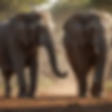 Ecosystem Engineers: The Role of Elephants in Nature A herd of elephants interacting, highlighting their ecological impact.