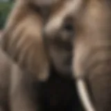 A close-up of an elephant's trunk showcasing its dexterity and strength.