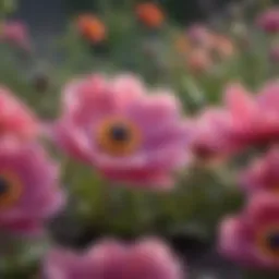 Vibrant Anemone de Caen flowers blooming in a garden