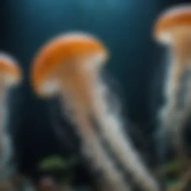 Close-up of various jellyfish species in a well-maintained aquarium