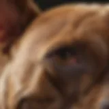 A close-up of a pit bull's fur showcasing its texture