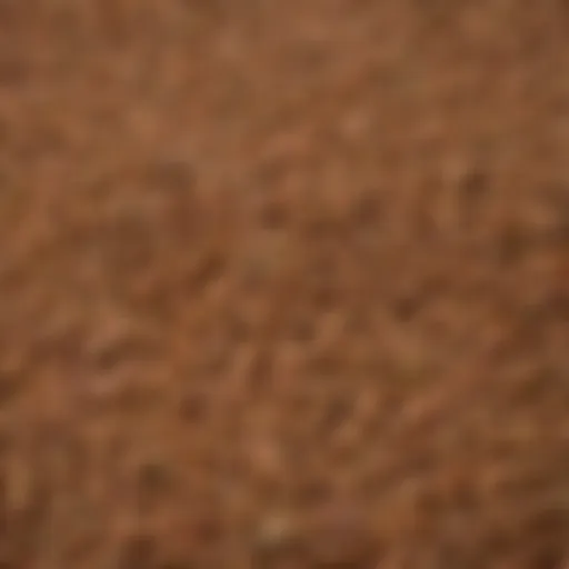 A close-up view of Iams dog food kibble showcasing its texture and color.