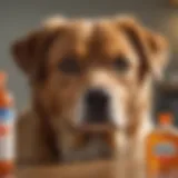 A close-up of a dog looking concerned with a bottle of Motrin in the background