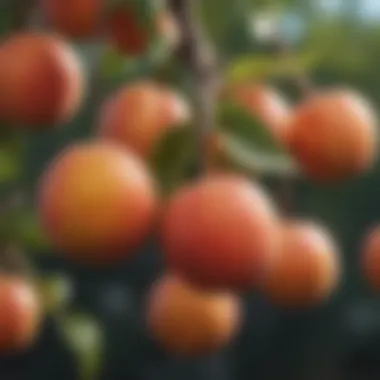 Close-up of ripe Autumn Star peaches hanging ready for harvest