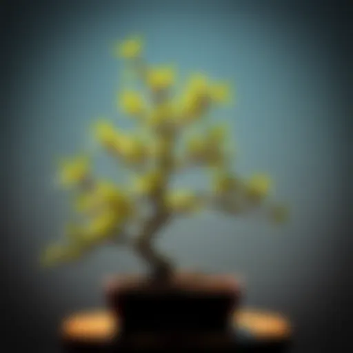 A beautifully crafted bamboo bonsai showcasing intricate branches and lush greenery