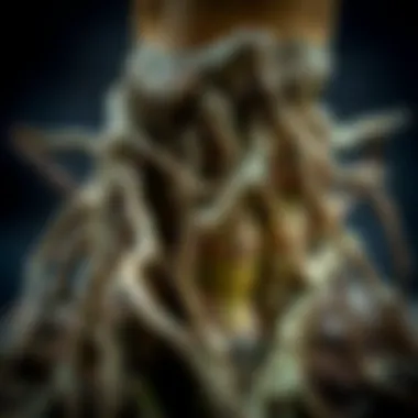 Close-up view of bamboo bonsai roots demonstrating unique growth patterns