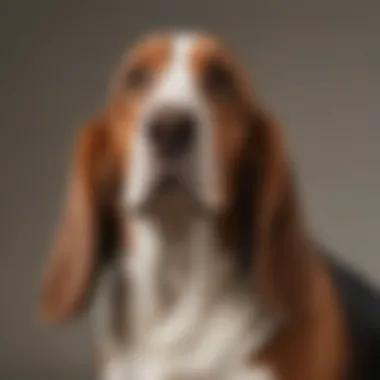 A proud Basset Hound standing by its owner