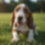 Basset Hound puppy playing in a grassy field