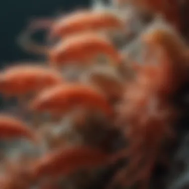 Copepods on Coral Close-Up Close-up view of copepods on coral