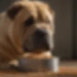 Close-up of a Shar Pei enjoying a bowl of nutritious dog food