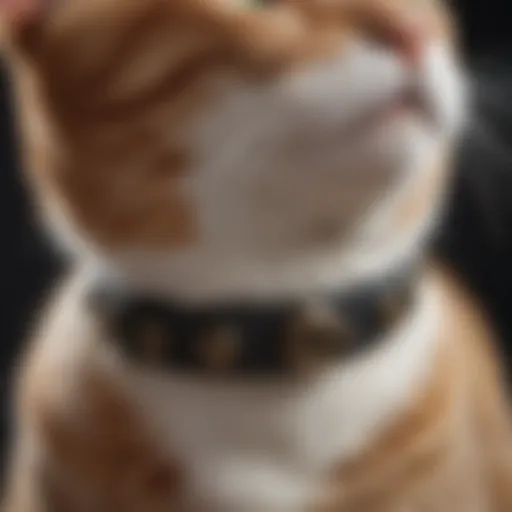 A close-up of a flea collar on a cat's neck, showcasing its design and features.