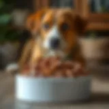 Nutrient-rich soft dog food in a bowl