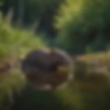 A serene pond created by beaver activity, home to diverse wildlife