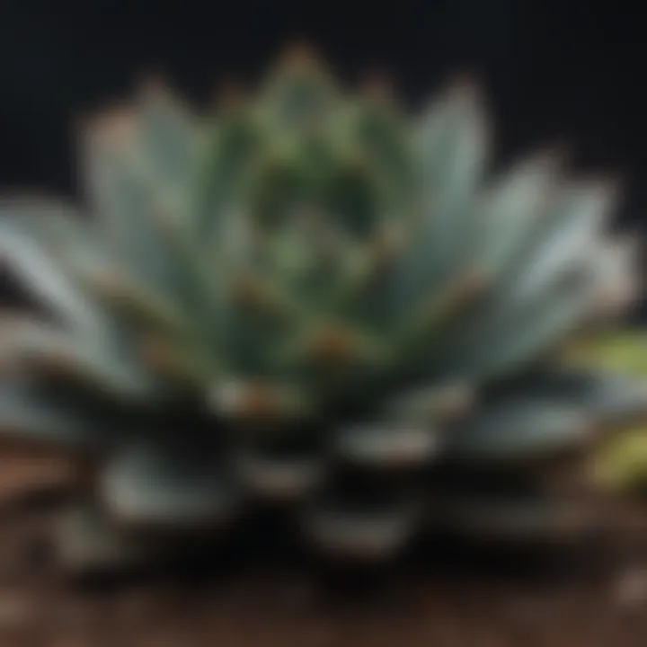 Illustration of ideal growing conditions for Black Knight succulents