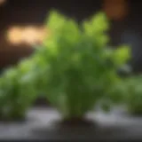 A vibrant cilantro plant showcasing its fresh leaves.