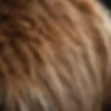 Close-up of a dog's back showing fur loss