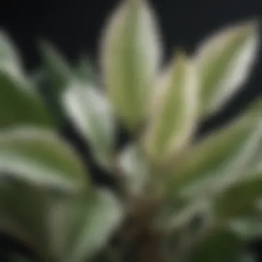 Close-up view of a Pearl Plant showcasing its unique bead-like leaves