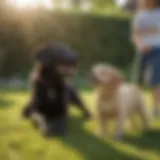 A friendly Labrador Retriever playing with a child in a sunny backyard.