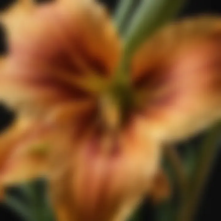 Close-up of daylily petals showcasing intricate details