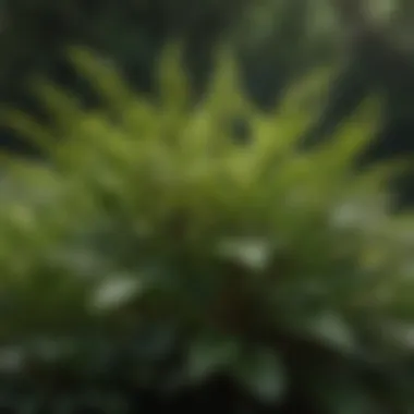 Close-up of a deer resistant plant species with distinctive foliage