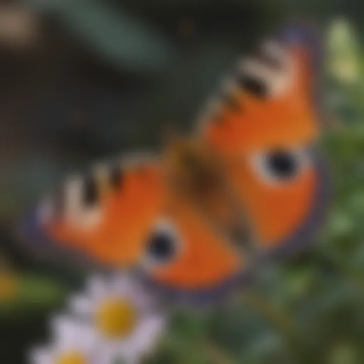 Close-up of a vibrant Colorado butterfly perched on a flower