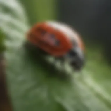 A detailed view of a beneficial ladybug on a leaf