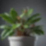 Close-up of a healthy potted plant without fruit flies