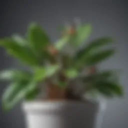 Close-up of a healthy potted plant without fruit flies