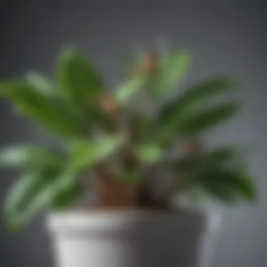 Thriving Houseplant Free from Fruit Flies Close-up of a healthy potted plant without fruit flies