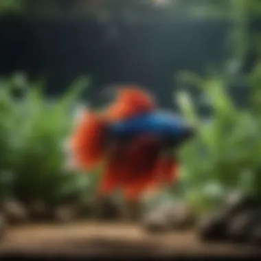 Stunning Aquascape for Betta Fish A beautifully aquascaped betta fish tank showcasing natural elements.