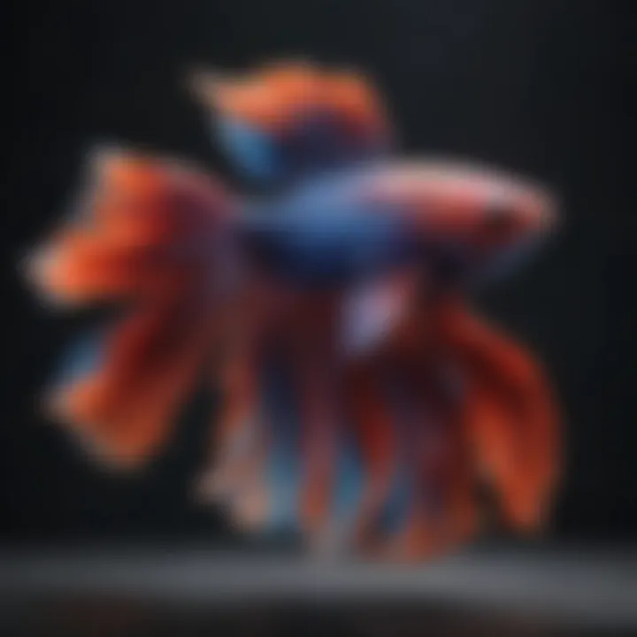 Close-up of betta fish displaying vibrant colors and fin structure.
