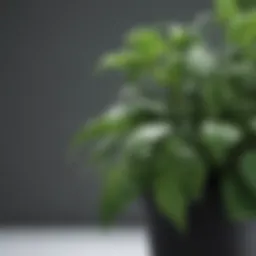 Vibrant Hoya plant showcasing lush green foliage