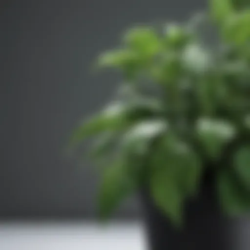 Vibrant Hoya plant showcasing lush green foliage