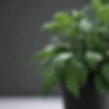 Lush Green Foliage of Hoya Plants Vibrant Hoya plant showcasing lush green foliage