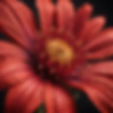 A close-up of a vibrant red flower native to El Salvador, showcasing its delicate petals and intricate details.